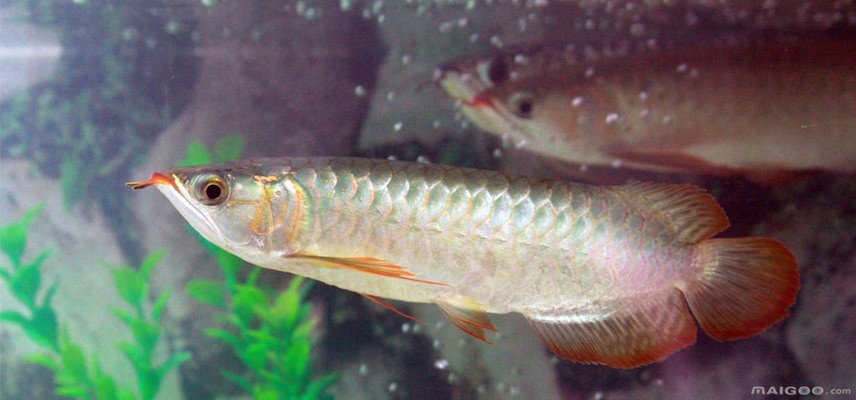 金龍魚大全圖片