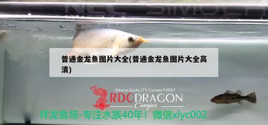 金龍魚大全圖片