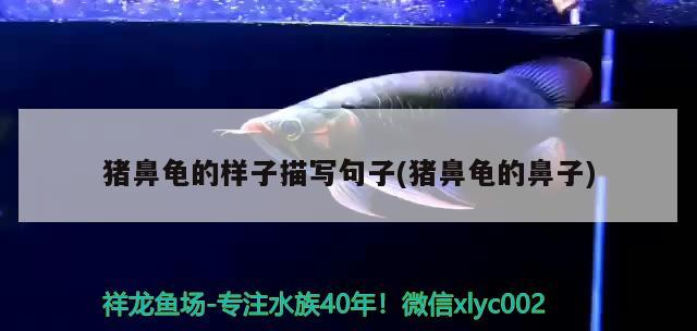 魚缸過濾器選購指南:自制魚缸過濾器魚缸上置過濾器對于養(yǎng)魚愛好者的必備知識 豬鼻龜?shù)臉幼用鑼懢渥?豬鼻龜?shù)谋亲? 豬鼻龜百科 豬鼻龜?shù)臉幼用鑼懢渥?豬鼻龜?shù)谋亲? 豬鼻龜?shù)臉幼用鑼懢渥?豬鼻龜?shù)谋亲? 豬鼻龜百科