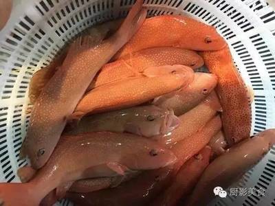 100斤龍躉多少錢