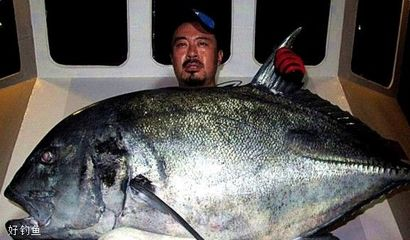 100斤龍躉多少錢