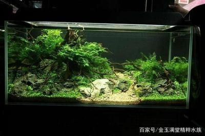 不是沉木可以做魚缸造景嗎：沉木在魚缸造景中扮演著重要的角色，沉木在魚缸造景中需要注意