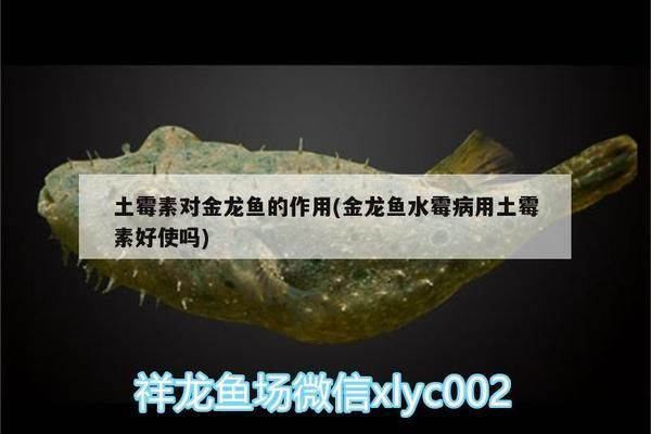 土霉素治療龍魚vs祥龍魚場：土霉素對龍魚的影響