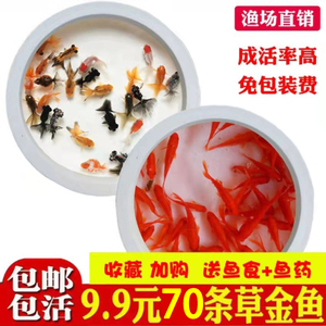 魚缸養鱖魚特別要注意些什么問題（魚缸養鱖魚特別要注意些什么問題呢）
