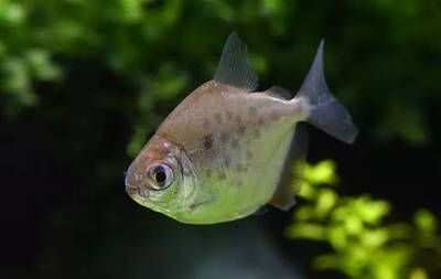 虎魚的飼養技巧：虎魚一年能長多大