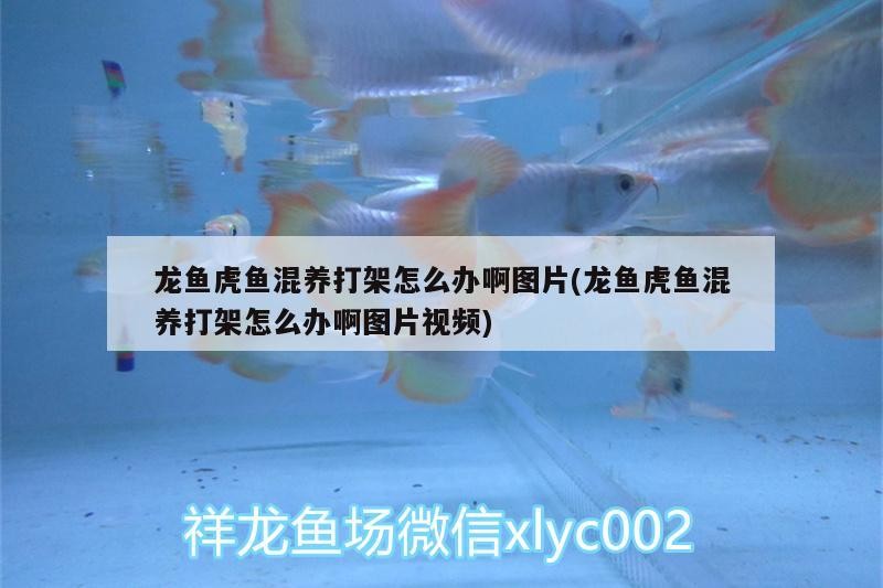 龍魚虎魚混養打架怎么辦啊圖片(龍魚虎魚混養打架怎么辦啊圖片視頻)