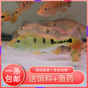喀喇沁旗利敏金魚花卉水族館