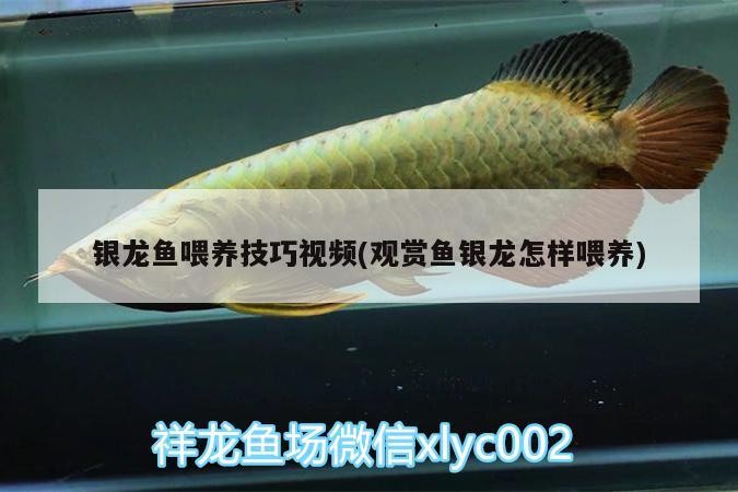 銀龍魚喂養(yǎng)技巧視頻(觀賞魚銀龍?jiān)鯓游桂B(yǎng))