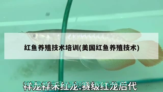 紅龍魚養殖技術培訓：龍魚養殖技術