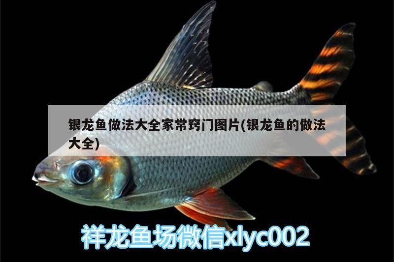 銀龍魚(yú)做法大全家常竅門(mén)圖片(銀龍魚(yú)的做法大全)