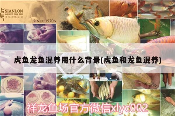 虎魚龍魚混養(yǎng)用什么背景(虎魚和龍魚混養(yǎng))