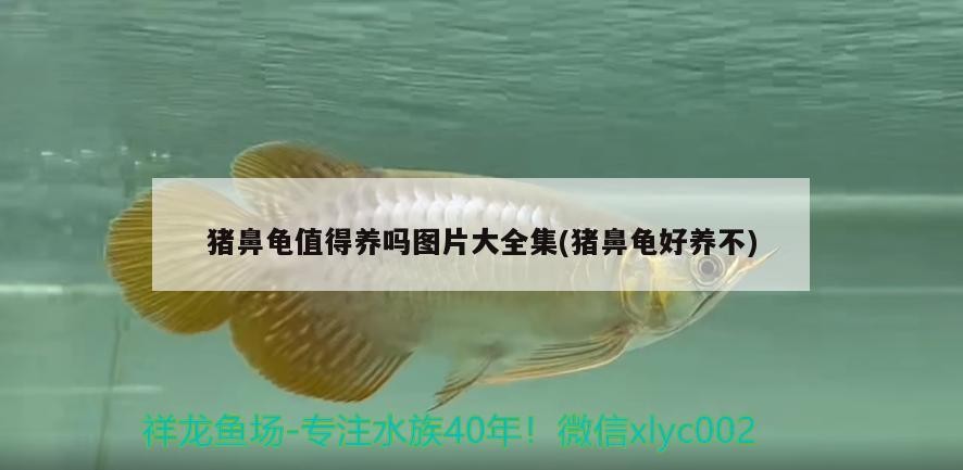 豬鼻龜值得養嗎圖片大全集(豬鼻龜好養不)