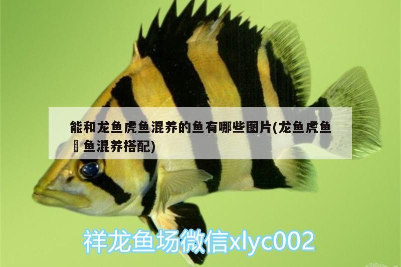 能和龍魚虎魚混養(yǎng)的魚有哪些圖片(龍魚虎魚魟魚混養(yǎng)搭配)