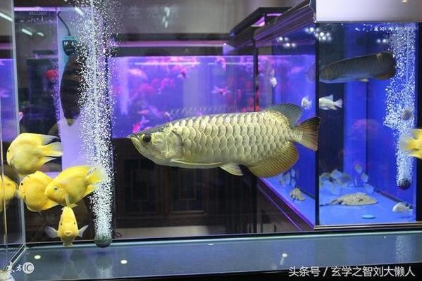 水鴉魚缸最忌3種東西