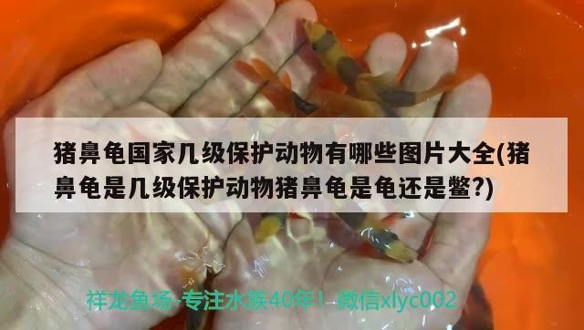 豬鼻龜國家幾級保護動物有哪些圖片大全(豬鼻龜是幾級保護動物豬鼻龜是龜還是鱉?) 豬鼻龜國家幾級保護動物有哪些圖片大全(豬鼻龜是幾級保護動物豬鼻龜是龜還是鱉?) 豬鼻龜百科