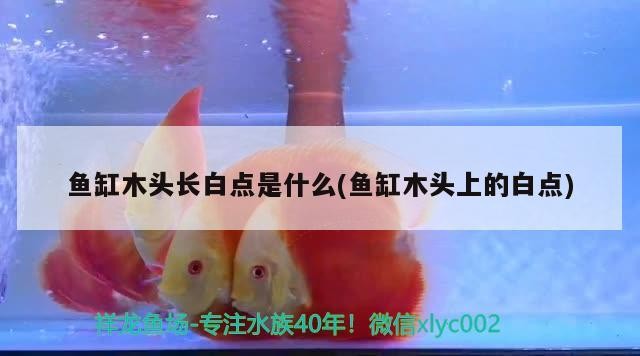 魚缸木頭長白點是什么(魚缸木頭上的白點)