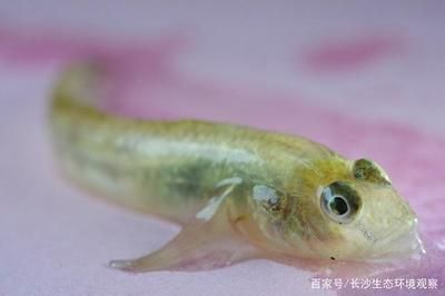 虎魚喂多會不會撐死魚：虎魚喂多會不會撐死魚，飼養者應該采取適當的喂食策略