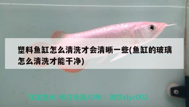 塑料魚缸怎么清洗才會清晰一些(魚缸的玻璃怎么清洗才能干凈) 塑料魚缸怎么清洗才會清晰一些(魚缸的玻璃怎么清洗才能干凈) 魟魚百科