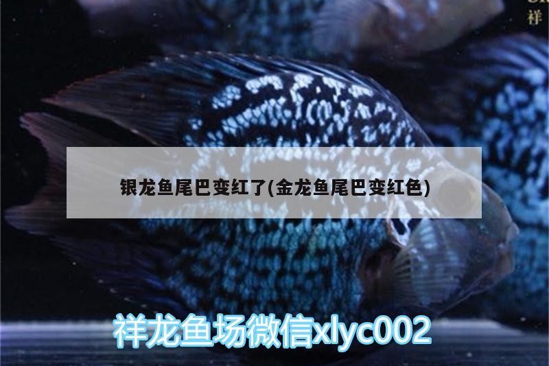 銀龍魚尾巴變紅了(金龍魚尾巴變紅色)