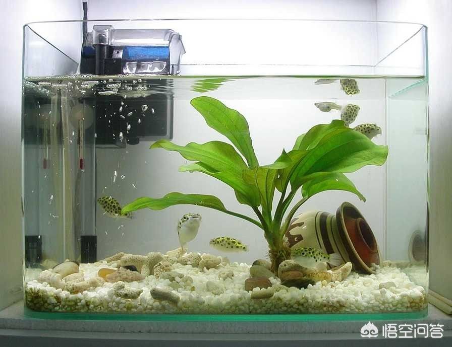 帶蓋的魚(yú)缸怎么改上濾水：帶蓋魚(yú)缸改造的創(chuàng)意方案魚(yú)缸改造的創(chuàng)意方案魚(yú)缸改造
