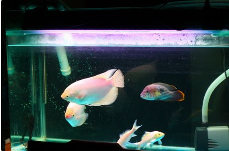 帶蓋的魚(yú)缸怎么改上濾水：帶蓋魚(yú)缸改造的創(chuàng)意方案魚(yú)缸改造的創(chuàng)意方案魚(yú)缸改造