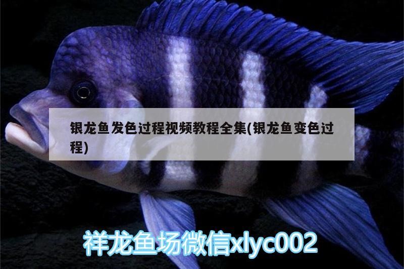 銀龍魚發色過程視頻教程全集(銀龍魚變色過程)