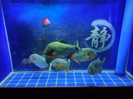 六安魚缸定做店電話地址在哪里（六安魚缸定做店電話地址在哪里啊）