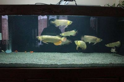 金龍魚蒙眼最好最快的辦法