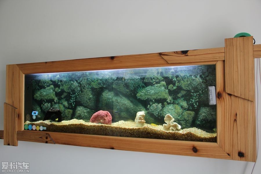 壁掛魚缸養什么魚好：壁掛魚缸適合養什么魚？