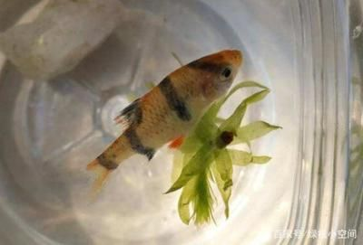 虎皮魚(yú)的繁殖技巧虎皮魚(yú)的繁殖技巧虎皮魚(yú)繁殖技巧：如何選擇一個(gè)適合養(yǎng)虎皮魚(yú)的魚(yú)缸