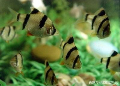虎皮魚(yú)的繁殖技巧虎皮魚(yú)的繁殖技巧虎皮魚(yú)繁殖技巧：如何選擇一個(gè)適合養(yǎng)虎皮魚(yú)的魚(yú)缸