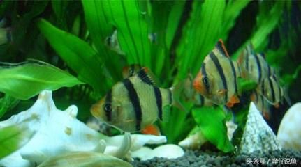 虎皮魚(yú)的繁殖技巧虎皮魚(yú)的繁殖技巧虎皮魚(yú)繁殖技巧：如何選擇一個(gè)適合養(yǎng)虎皮魚(yú)的魚(yú)缸