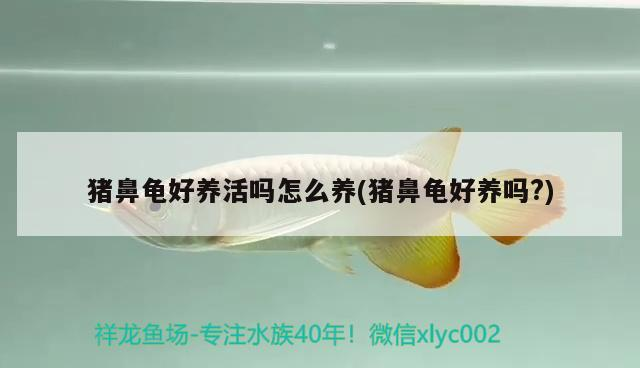 豬鼻龜好養活嗎怎么養(豬鼻龜好養嗎?)