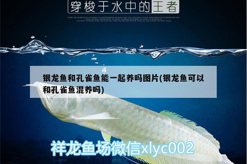 銀龍魚和孔雀魚能一起養嗎圖片(銀龍魚可以和孔雀魚混養嗎)