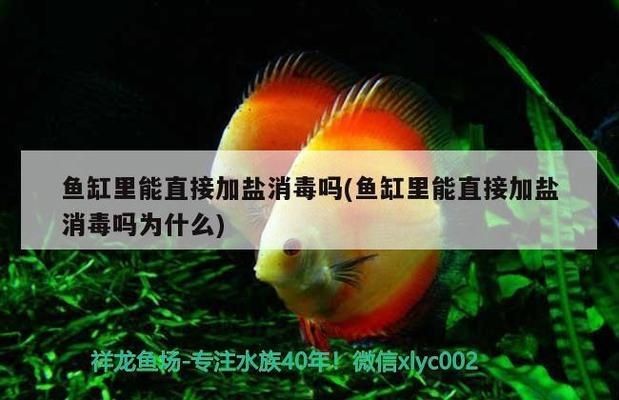 龍魚用加鹽么vs祥龍魚場：如何判斷龍魚健康狀態
