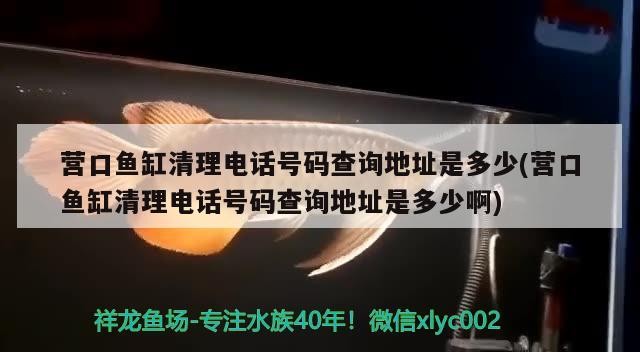 營口魚缸清理電話號碼查詢地址是多少(營口魚缸清理電話號碼查詢地址是多少啊)