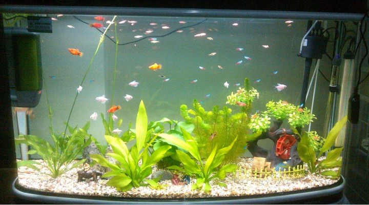 非凡魚缸是品牌嗎（非凡魚缸是品牌嗎知乎）
