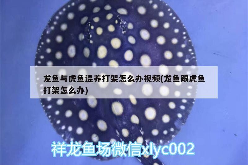 龍魚與虎魚混養打架怎么辦視頻(龍魚跟虎魚打架怎么辦)