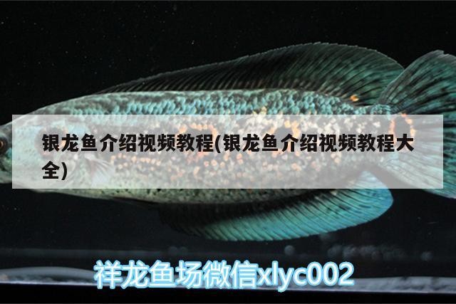 銀龍魚介紹視頻教程(銀龍魚介紹視頻教程大全)