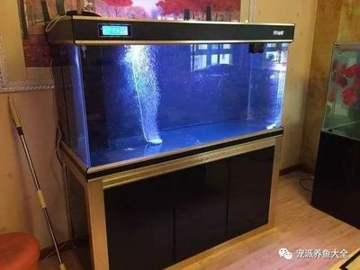 紅龍魚苗多久喂食一次，紅龍魚苗喂食計劃表