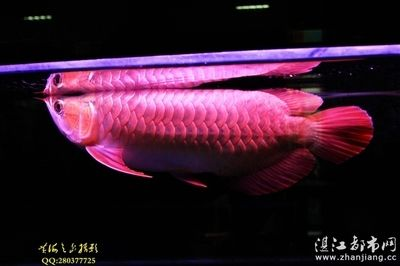 紅龍魚芯片在什么位置用