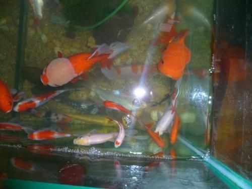 1米2的魚(yú)缸能養(yǎng)錦鯉魚(yú)25公分多少條：1米2的魚(yú)缸可以養(yǎng)6到15條錦鯉魚(yú)25公分多少條