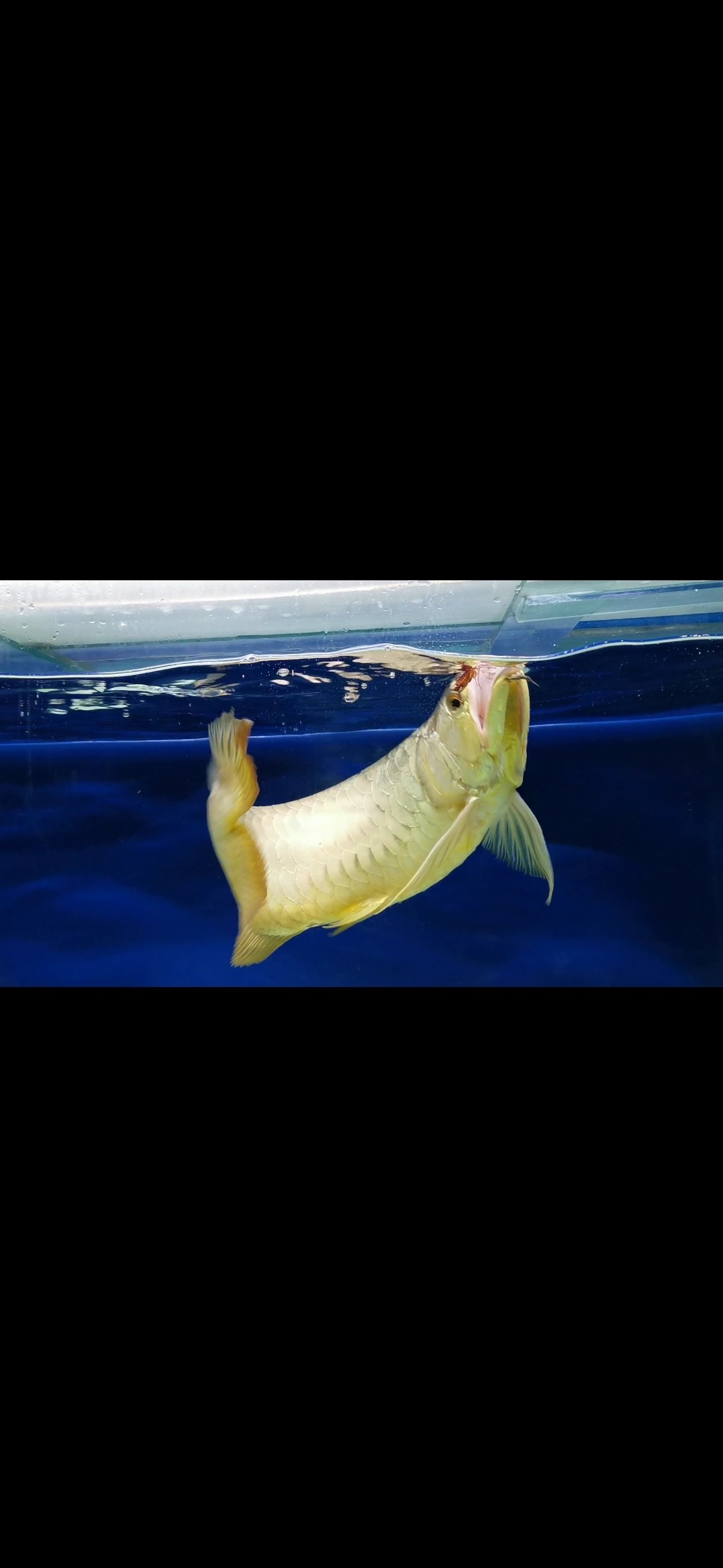 抓拍兩張 抓拍兩張 魟魚百科 第2張
