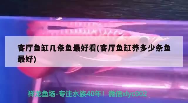 客廳魚缸幾條魚最好看(客廳魚缸養多少條魚最好)