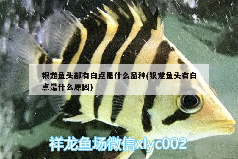 銀龍魚頭部有白點是什么品種(銀龍魚頭有白點是什么原因)