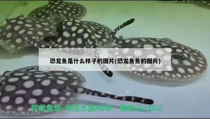 紅龍魚幼魚的培育：紅龍魚幼魚幼魚飼料選擇指南，紅龍魚幼魚飼料選擇指南