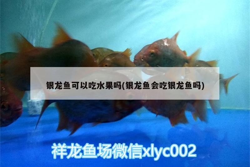 銀龍魚可以吃水果嗎(銀龍魚會吃銀龍魚嗎)