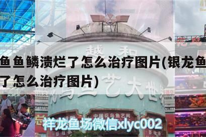 龍魚魚鱗潰爛了怎么辦vs祥龍魚場：龍魚魚鱗潰爛怎么辦