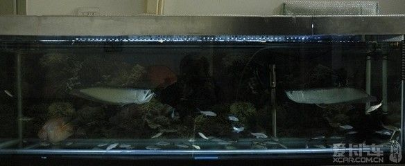 10毫米的玻璃能做多大的魚缸用：10毫米厚的玻璃能做多大的魚缸用