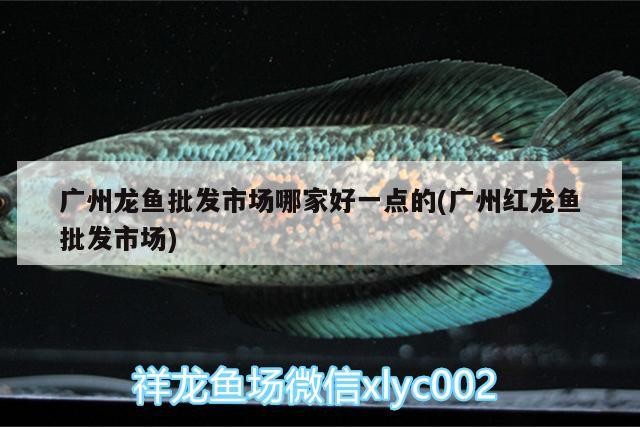 紅龍魚和虎魚混養怎么樣才能活得久(虎魚和金龍混養好嗎)